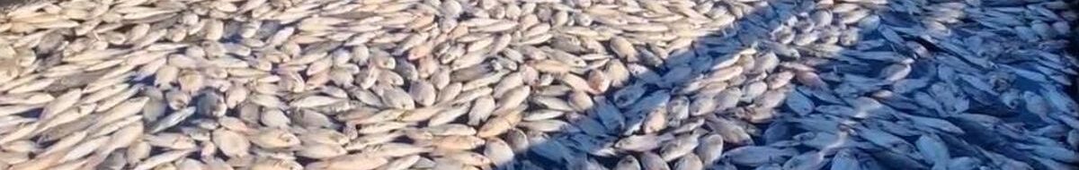 Misteri Telaga Ngebel: Ikan Mati Massal, Air Berubah Kuning