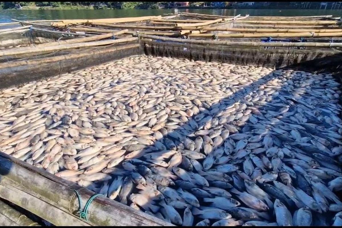 Misteri Telaga Ngebel: Ikan Mati Massal, Air Berubah Kuning