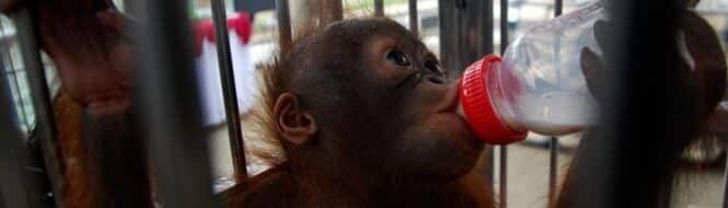 Wow! Bea Cukai Bongkar Jaringan Satwa Langka dan Miras Ilegal, Kinerja Tetap Moncer!