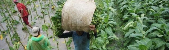Nasib Buruh Terlupakan, PP Rokok Picu Polemik!