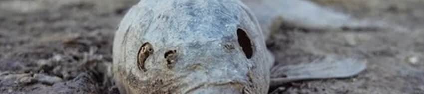 Misteri Ikan Raksasa "Hari Kiamat" di California: Benarkah Pertanda Bencana?