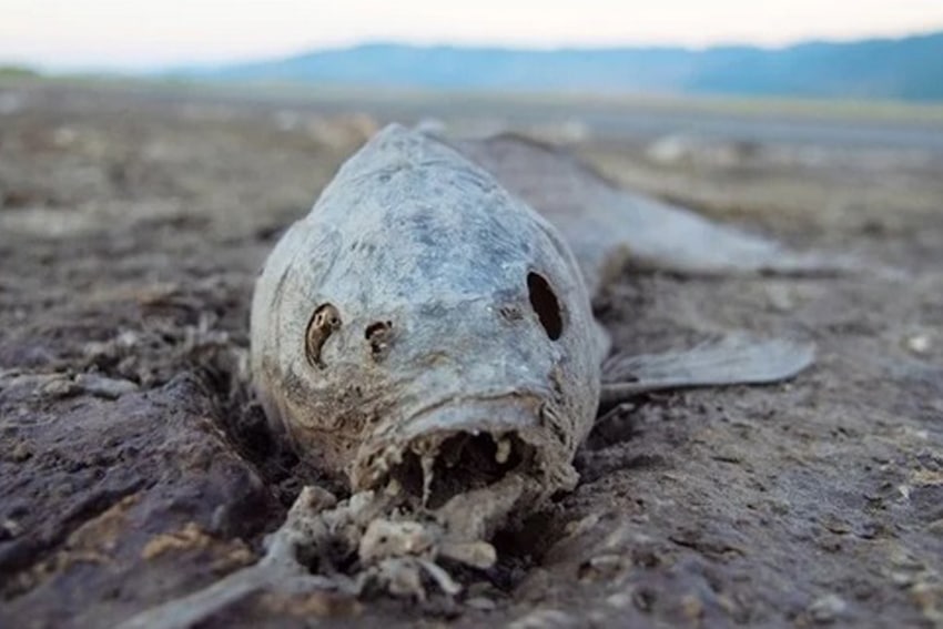 Misteri Ikan Raksasa "Hari Kiamat" di California: Benarkah Pertanda Bencana?